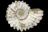 Bumpy Douvilleiceras Ammonite - Madagascar #79107-1